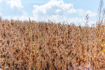 Soybean crop at harvest point. The soybean harvest takes place between January and April of each year. The ideal maturation point is when the leaves of the plant fall off.の写真素材