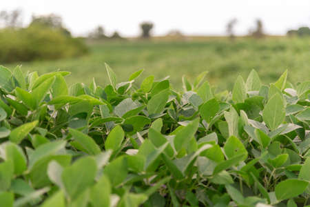 Cultivated soy is a herbaceous plant included in the class Magnoliopsida order Fabales, family Fabaceae. It is a plant with great genetic variability, both in the vegetative and reproductive cycle.の写真素材