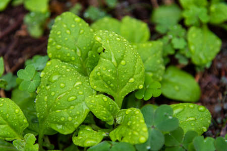 Spinach leaves (Spinacia oleracea). Creeping and edible herb originating in central and southwest Asia, belonging to the amaranth family. It is an annual plant that grows up to about 30 cm in height.の写真素材