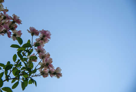 a branch of the rose bush full of flowers and in the background the blue sky. Landscape. Brazilian...