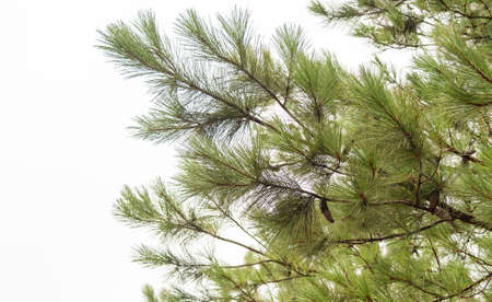 Pinus elliottii is a species of pine. It is part of the group of pine species with a distribution area in Canada and the United States of America.の写真素材