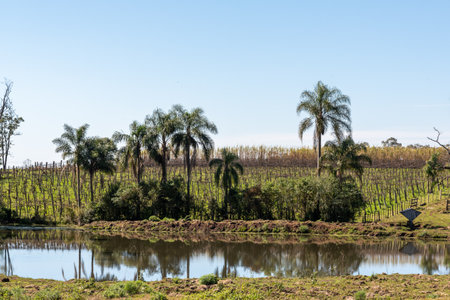 Grape vineyards built by Italian immigrants in the interior of the city of Jaguari, RS, Brazil. Plants in dormancy and off-season before flowering. Grape production for consumption and industry.の写真素材