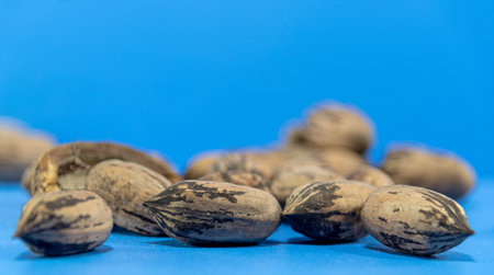Walnut Pecan fruit. Drupa (fleshy fruit with only one seed), consisting of a nut. Nuts scattered on a flat surface. Culinary delicacy.の写真素材