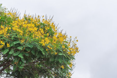 The sibipiruna, Cenostigma pluviosum, also known as sebipira, is a large tree, native to Brazil, evergreen, reaching 28 meters in height and very showy.の写真素材