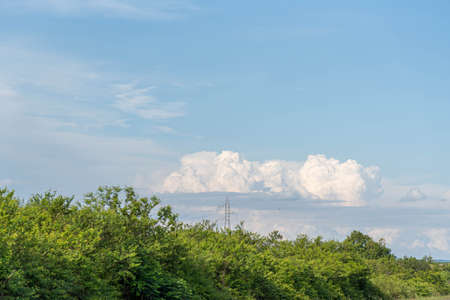 Flight. Rural landscape. Lowland rice production. Flock of storks (Ciconia maguari). Birds native to...