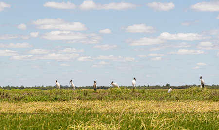 Flock of wood stork (Mycteria americana) birds. White birds. Birds perched in rice production area. Wild fauna of the pampa biome. Fields in southern Brazil.の写真素材