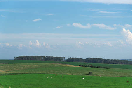 Large farm with extensive livestock. Rural landscape in southern Brazil. Agricultural production area. Nellore cattle. Farm for livestock and soy plantation.の写真素材