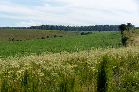 Rural landscape. Flora of the Pampa biome. crop of soybean production. Farms area. Agricultural production fields.の写真素材