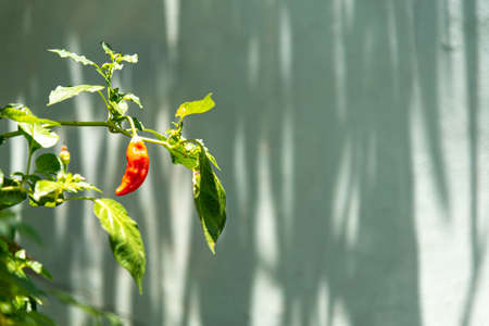 Red pepper. Ingredient used for seasonings. Brazilian pepper. Fresh vegetable on green background. Culinary delicacy.の写真素材