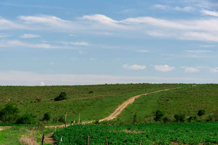 Rural landscape. Flora of the Pampa biome. crop of soybean production. Farms area. Agricultural production fields.の写真素材