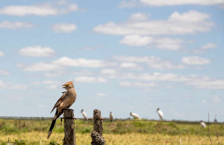 Wooden gate. Abandoned rural property gate. Farm entrance in the middle of nature. Farm area in the interior of Brazil. Non-urban area.の写真素材