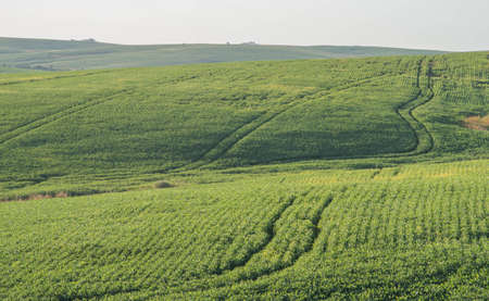 Fields of soybean production (Glycine max) in the stage of grain filling. Commodity planting for...