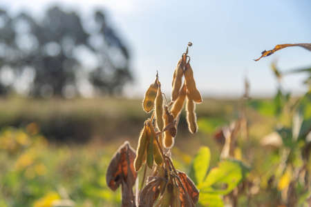Pod of soybean plant (glycine max) ready for harvest. Grains for the manufacture of vegetable oil. Soy fruits. Agricultural plantation in Brazil. Blurred background.の写真素材