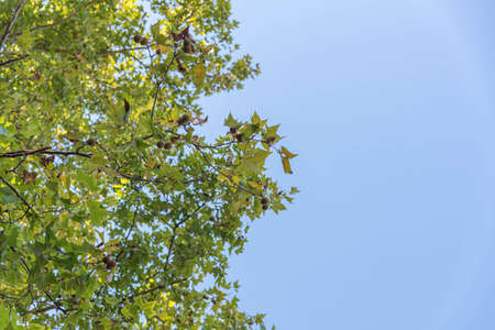 the maple tree in contrast to the blue horizon. Ornamental plant. trees of the Platanus genus, of...
