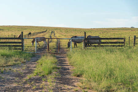 Creole horse breeding field and farm in Brazil. Creole is a Brazilian breed of horse, originally from animals of Andalusian and Berber blood.の写真素材