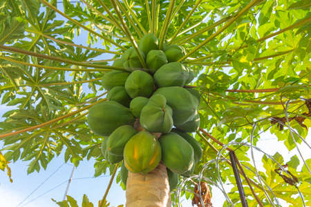 Fresh papaya fruits attached to the papaya tree. The papaya tree (Carica sp) is a tree of the Caricaceae family. Fruit rich in nutrients and source of vitamins. Natural food.の写真素材