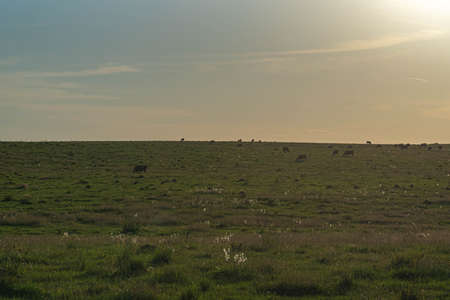 Rural landscape of the pampas of Rio Grande do Sul in Brazil and the presence of farm animals. The Pampa biome occupies the territory of Brazil and part of the countries Uruguay and Argentina.の写真素材