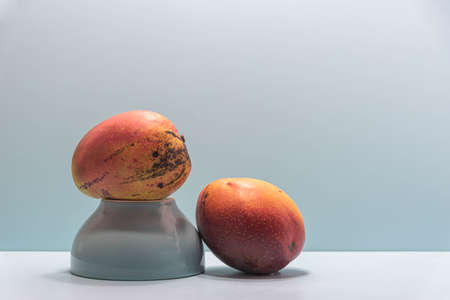 Fresh pink mango fruit on blue background. Fruit rich in fiber and source of protein. Natural food and detox. Ingredient for culinary juices and creams and salads.の写真素材