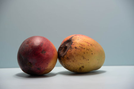 Fresh pink mango fruit on blue background. Fruit rich in fiber and source of protein. Natural food and detox. Ingredient for culinary juices and creams and salads.の写真素材