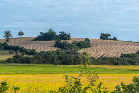 Rural landscape in farm area with soybean cultivation and harvest. Agriculture in the fields of the...