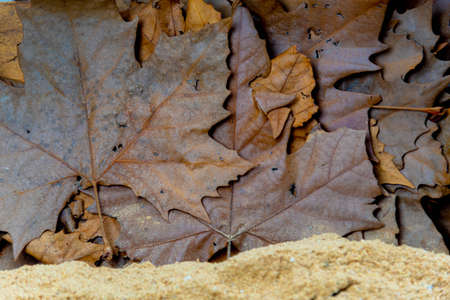 Background of dry maple and maple leaves. Vegetable background. Standard. Maple tree leaves. Autumn...