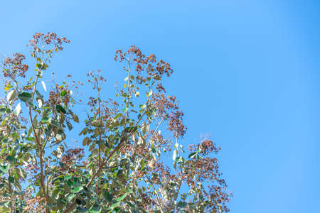 Sinense Ligustrum tree and the blue sky in the background. Privet is a tree originally from China, widely used in urban afforestation in SÃ£o Paulo and other cities in the south and southeast of Brazilの写真素材