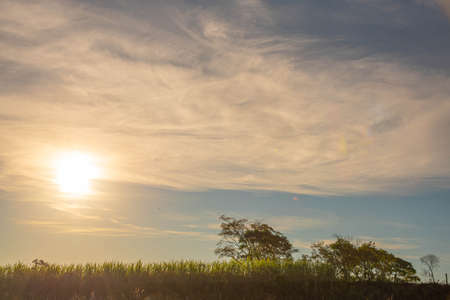 Rural landscape in southern Brazil. Agricultural production fields. cattle breeding areas. Farm extensions on the border between Brazil and Uruguay. Fields of the South American pampa biome.の写真素材