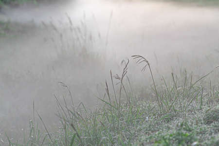 Winter sunrise with ice and fog. Cold and frost formation in Brazil. Nature.の写真素材