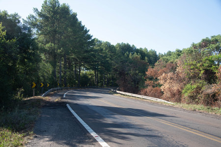 Asphalt road in the forest. The road is paved with pine trees.の写真素材