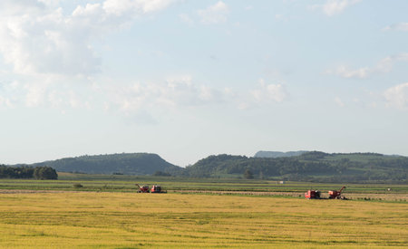 Crop of irrigated rice plantation. Cereal cultivation in Brazil. agricultural production area. Rural landscape.の写真素材
