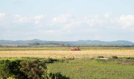 Crop of irrigated rice plantation. Cereal cultivation in Brazil. agricultural production area. Rural landscape.の写真素材