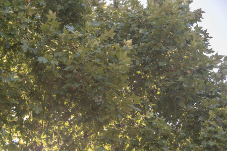 leaves and branches of the Platanus x hispanica tree. Deciduous, monoecious, leafy and very...