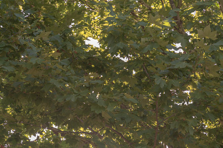 leaves and branches of the Platanus x hispanica tree. Deciduous, monoecious, leafy and very ornamental tree, widely used in subtropical and temperate climate regions, in urban afforestationの写真素材