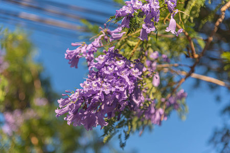 Lilac flowers of the Jacaranda tree mimosifolia, D. Don. Ornamental tree of the Bignoniaceae family, native to Argentina, Bolivia and southern Brazil that is threatened in its natural habitatの写真素材