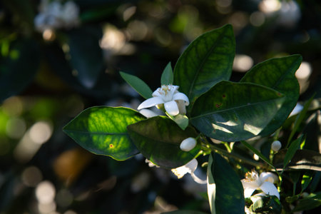 Orange flower. Citrus sinensis flower. Orange producing plant.