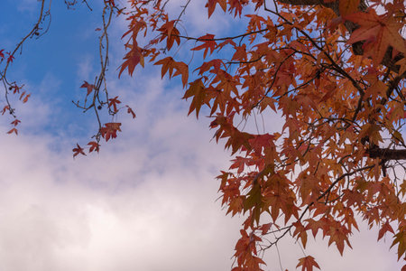 Platanis x hispanica leaves defoliated in autumn season. Plane trees are trees of the genus Platanus, of the family Platanaceae, which are native to Eurasia and North America.の写真素材