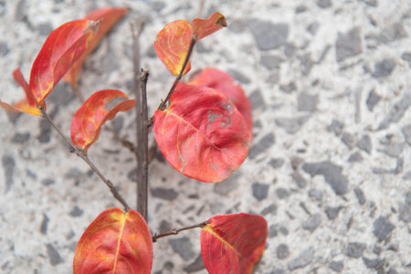 Red flower on the concrete background. abstract art. Decoration. red flowersの写真素材