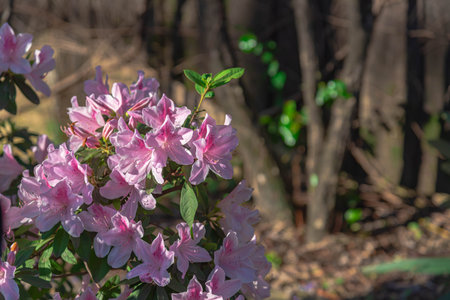 Plants and flowers of Rhododendron simsii. Bushes with dark green foliage and abundant flowering. Your single or double flowers can be different colors like white, pink, red or mixed.の写真素材