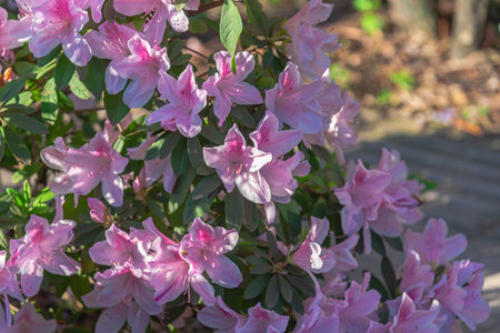 Plants and flowers of Rhododendron simsii. Bushes with dark green foliage and abundant flowering. Your single or double flowers can be different colors like white, pink, red or mixed.の写真素材
