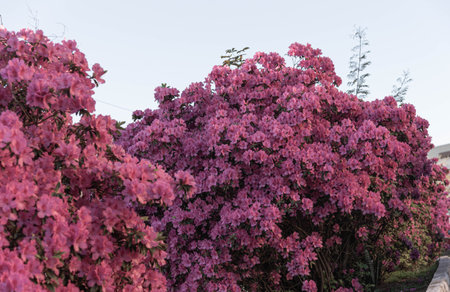 Plants and flowers of Rhododendron simsii. The azalea or azalea[note 1] is a shrub of flowers classified in the genus of rhododendrons, there are deciduous azaleas and perennial azaleas.の写真素材