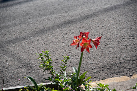 Red flower of Lilium sp. ornamental flowers of the genus Lilium L. of the Liliaceae family, originating in the northern hemisphere with occurrences in Europe, Asia, North America, and South America.の写真素材
