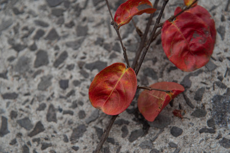 Red flower on the concrete background. abstract art. Decoration. red flowersの写真素材