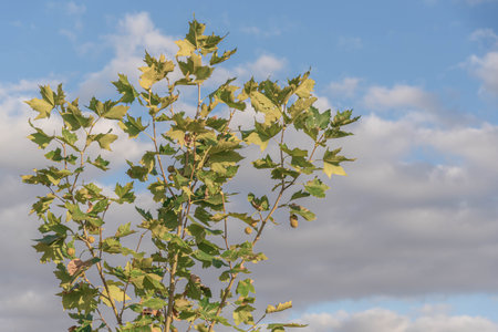 Platanus x hispanica young tree on blue background. Brazilian flora. sycamores are trees of the genus Platanus, family Platanaceae, which are native to Eurasia and North America.の写真素材