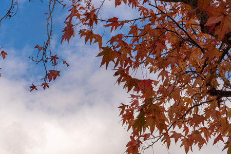 Platanis x hispanica leaves defoliated in autumn season. Plane trees are trees of the genus Platanus, of the family Platanaceae, which are native to Eurasia and North America.の写真素材