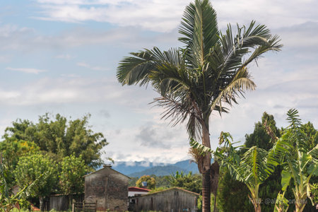 Rural landscape with Brazilian palm trees. Native flora of the Americas. Small rural property in Brazil. Ecotourism.の写真素材