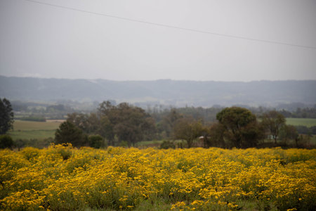 Rural fields with flowering Calendula arvensis. The marigold is the name given to several species of the compound family. Rural landscape.の写真素材