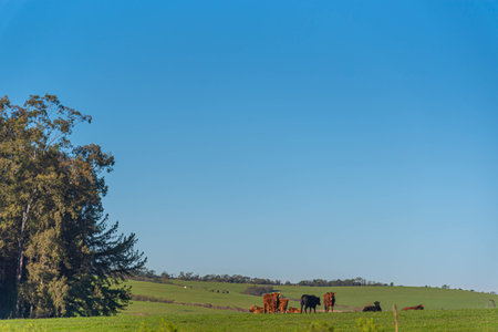 Rural landscape in pampa biome in south america. The Pampa has great plant diversity, with around three thousand plant species being found.の写真素材