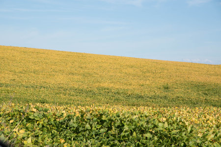 Soybean production field. non-urban area. Agricultural production field. product for export and agribusiness. Oil plants.の写真素材