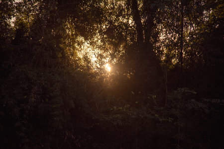 Sunset in the Atlantic Forest in Brazil. Sunset in an environmental preservation area. End of the day. Tropical forest.の写真素材