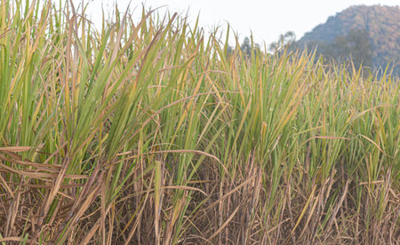 Sugarcane plantation - Saccharum officinarum. Grass species of the genus Saccharum, native to tropical regions of South Asia and Melanesia and used mainly for the production of sugar and ethanol.の写真素材